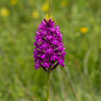 Dactylorhiza majalis praetermissa