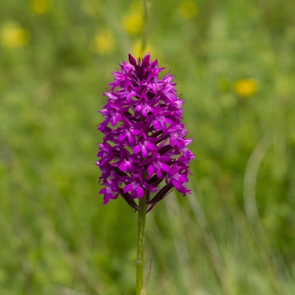 Dactylorhiza majalis praetermissa