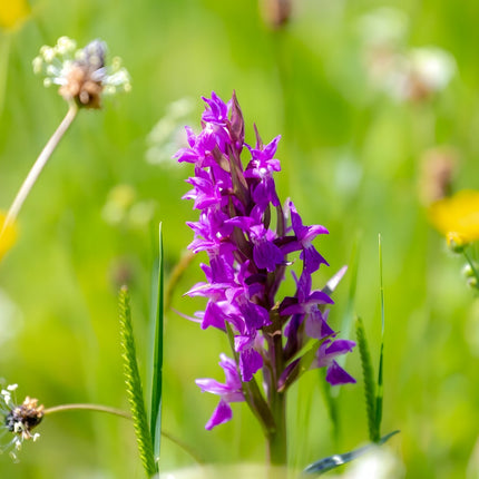 Dactylorhiza majalis praetermissa