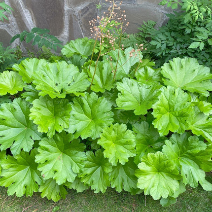 Darmera peltata