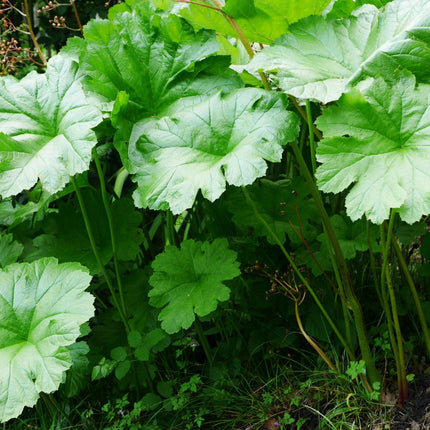 Darmera peltata