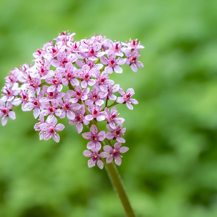 Darmera peltata