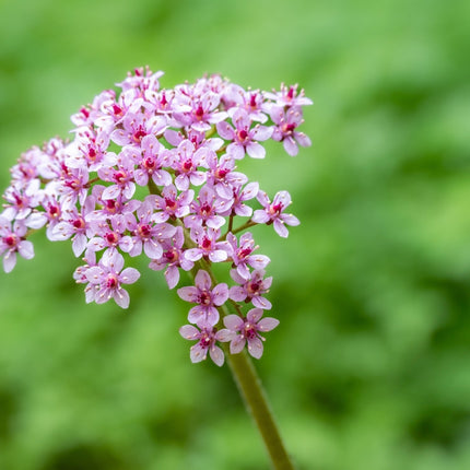Darmera peltata