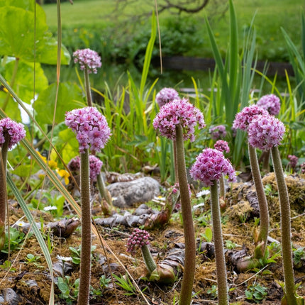 Darmera peltata
