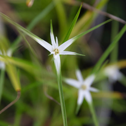 Dichromena colorata