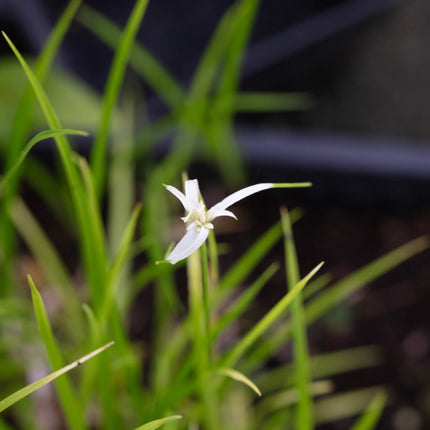 Dichromena colorata
