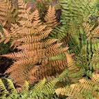 1 / 7cm Bareroot