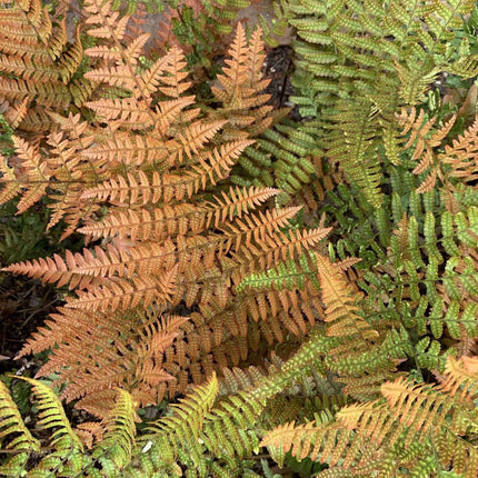 Dryopteris erythrosora