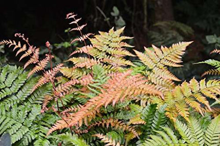 Dryopteris erythrosora