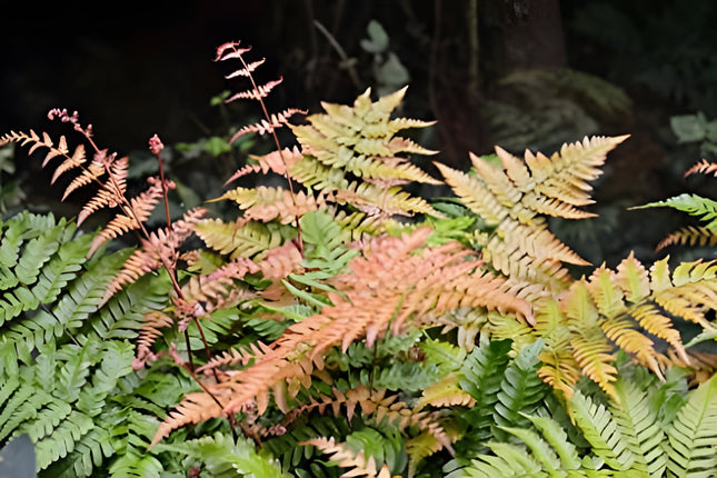 Dryopteris erythrosora