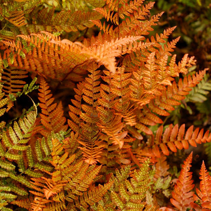 Dryopteris erythrosora