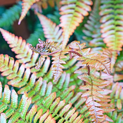 Dryopteris erythrosora