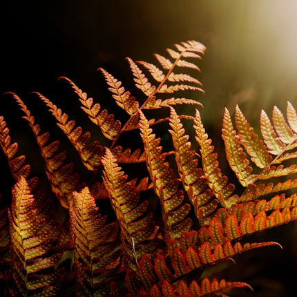 Dryopteris erythrosora