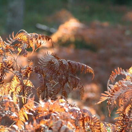 Dryopteris erythrosora
