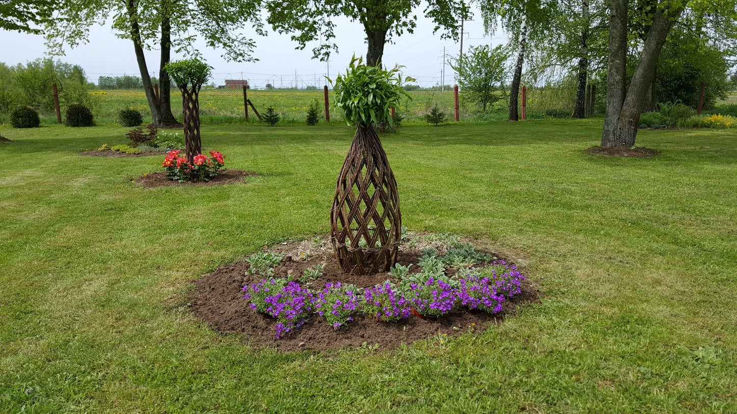Salix Hybrid Americana Living Braided Willow Tree Sculpture 50cm, 15cm pot (50-09)