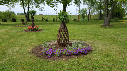 Salix Hybrid Americana Living Braided Willow Tree Sculpture 50cm, 15cm pot (50-08)