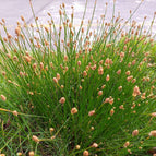 1 / 7cm Bareroot