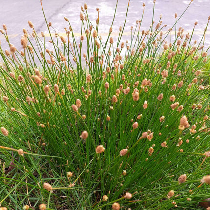Eleocharis palustris