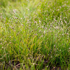 1 / 7cm Bareroot