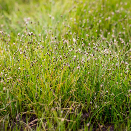 Eleocharis acicularis