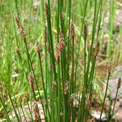 Eleocharis palustris