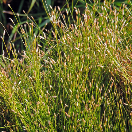Eleocharis acicularis
