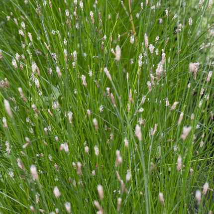 Eleocharis palustris