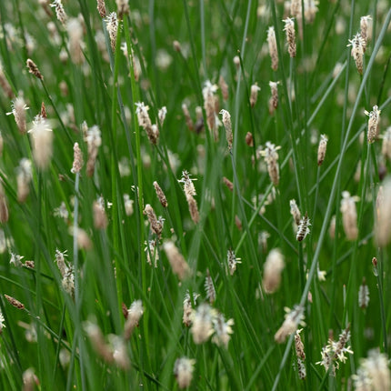 Eleocharis palustris
