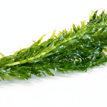 Egeria Densa - 1- 500 Bunches / Oxygenating Pond Water Plants/ weed - OX004