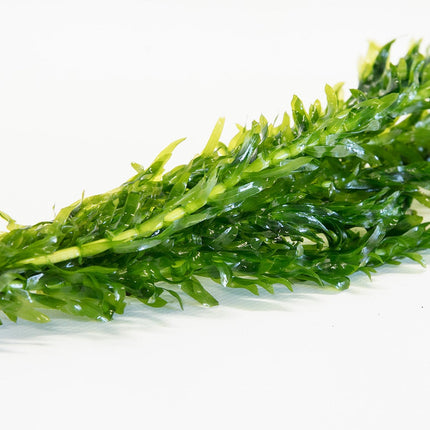 Egeria Densa - 1- 500 Bunches / Oxygenating Pond Water Plants/ weed - OX004