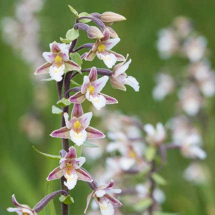 Epipactis palustris