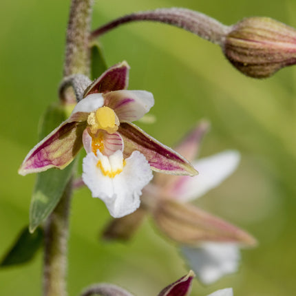 Epipactis palustris