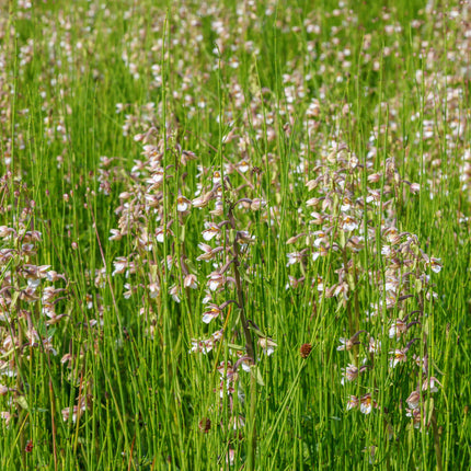 Epipactis palustris