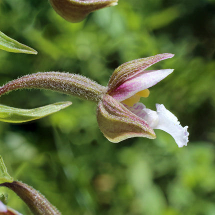Epipactis palustris