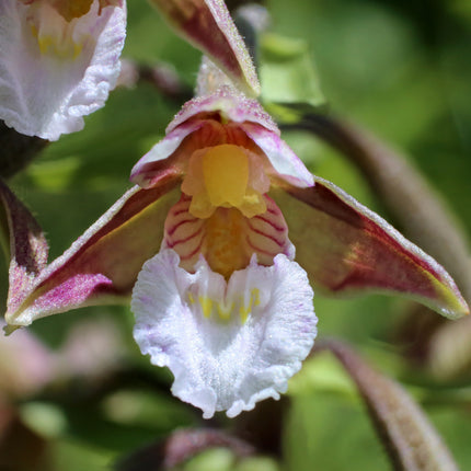 Epipactis palustris