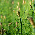 1 / 7cm Bareroot