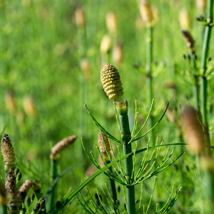 Equisetum fluviatile