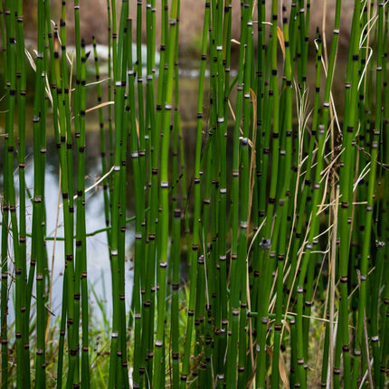 Equisetum hyemale