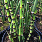 1 / 7cm Bareroot