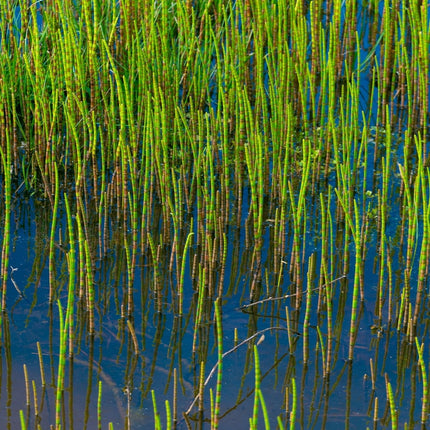 Equisetum fluviatile