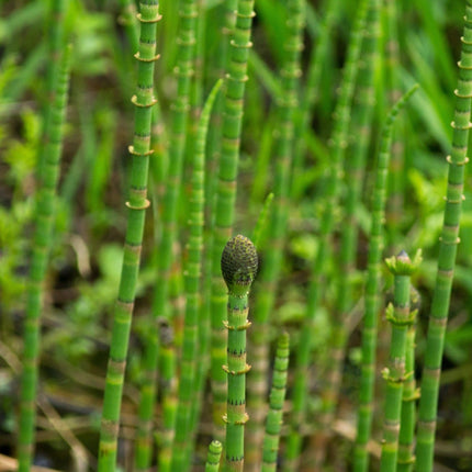 Equisetum fluviatile