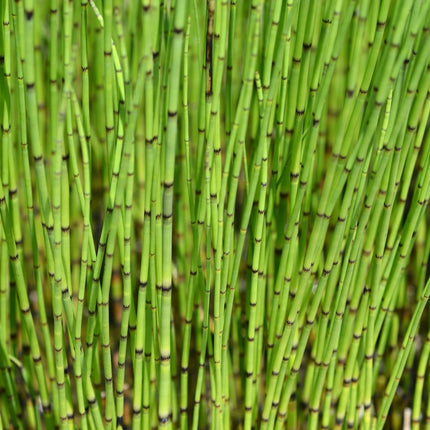 Equisetum fluviatile