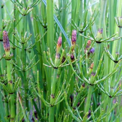 Equisetum fluviatile