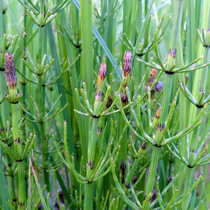 Equisetum fluviatile