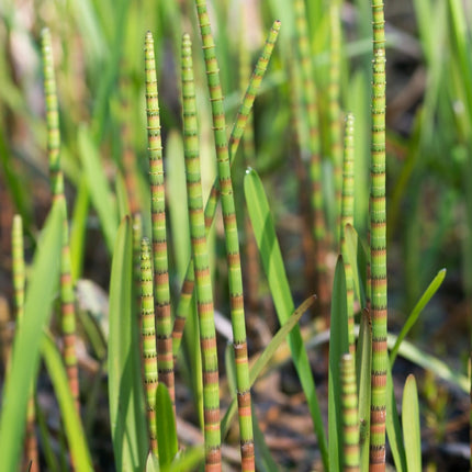 Equisetum fluviatile