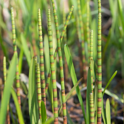 Equisetum fluviatile