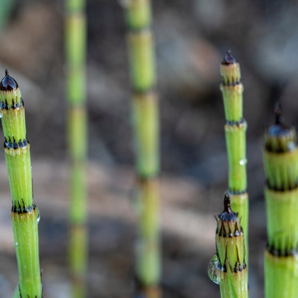 Equisetum fluviatile