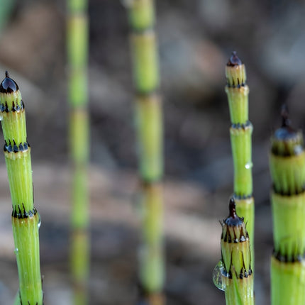 Equisetum fluviatile