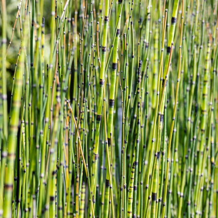 Equisetum robustum