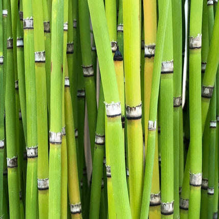 Equisetum robustum